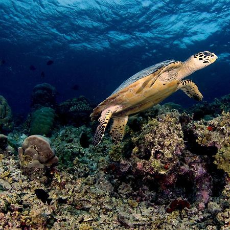 Ras Village Rasdhoo Dış mekan fotoğraf