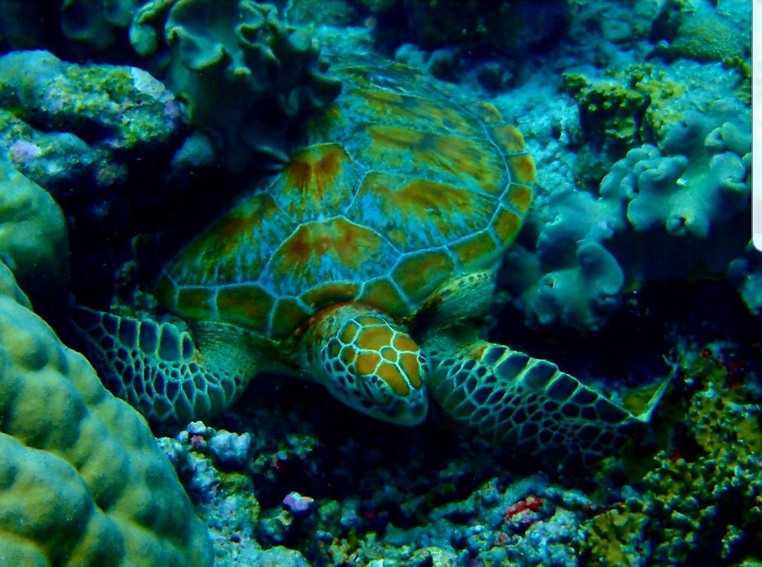 Ras Village Rasdhoo Dış mekan fotoğraf