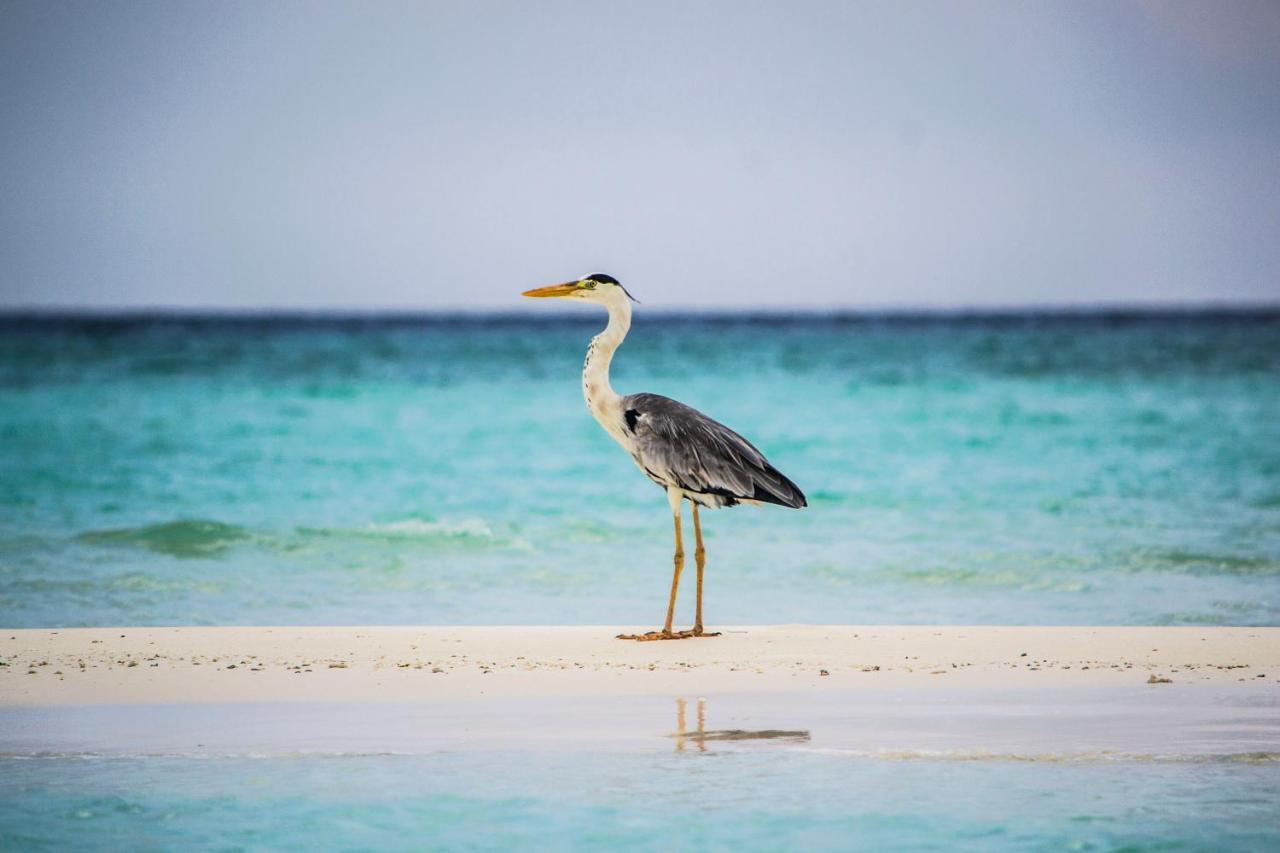 Ras Village Rasdhoo Dış mekan fotoğraf